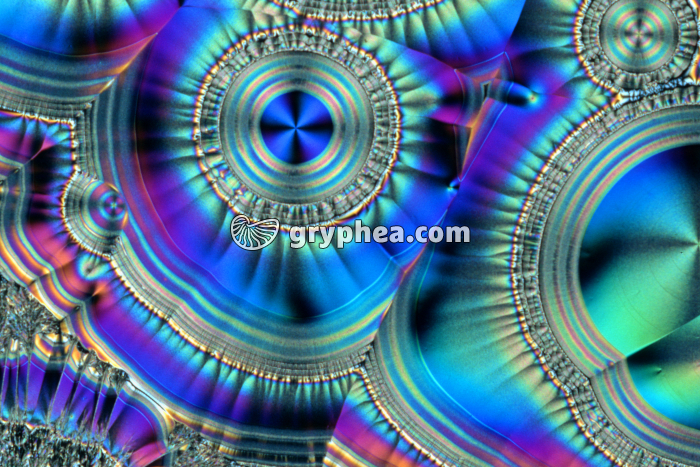 Vitamine C x3 - gryphea.org